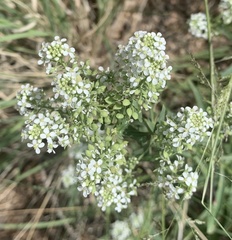 Lepidium montanum