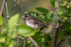 Chondestes grammacus