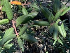 Frangula californica