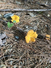 Craterellus ignicolor