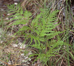 Pteridium aquilinum pseudocaudatum