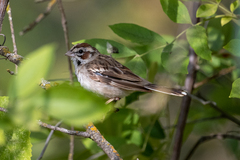 Chondestes grammacus