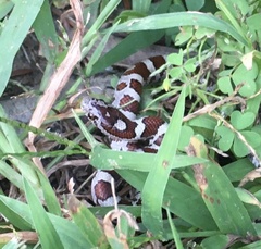 Lampropeltis triangulum