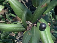 Frangula californica