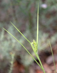 Cenchrus spinifex