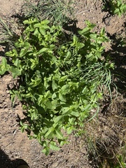 Mentha spicata