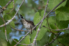 Chondestes grammacus