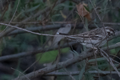 Chondestes grammacus