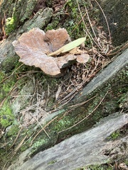 Thelephora terrestris