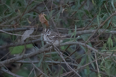 Chondestes grammacus