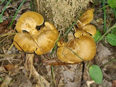Laeticutis cristata