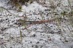 Aspidoscelis sexlineatus