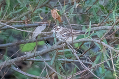 Chondestes grammacus