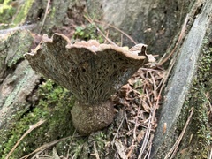 Thelephora terrestris