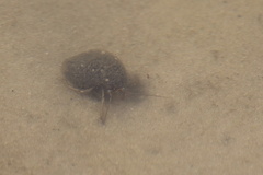 Clibanarius vittatus