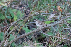 Chondestes grammacus