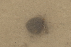 Clibanarius vittatus