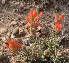 Castilleja integra