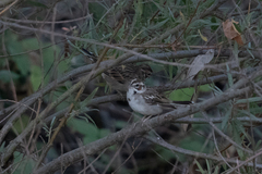 Chondestes grammacus