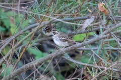 Chondestes grammacus