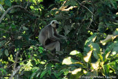 Semnopithecus schistaceus