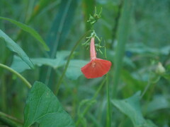 Ipomoea cristulata