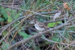 Chondestes grammacus