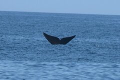 Eubalaena glacialis