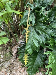 Heliconia xanthovillosa