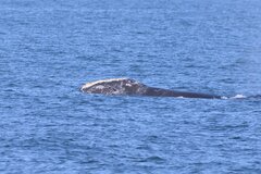 Eubalaena glacialis