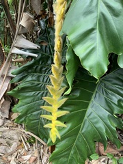 Heliconia xanthovillosa