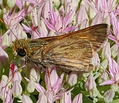 Polites themistocles