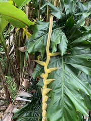 Heliconia xanthovillosa