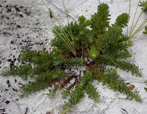 Image of Chrysopsis godfreyi by (c) Lauren McLaurin, some rights reserved (CC BY)