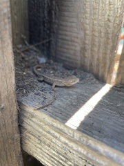 Sceloporus occidentalis