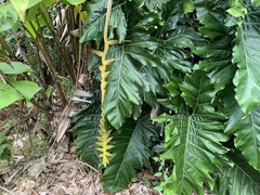 Heliconia xanthovillosa