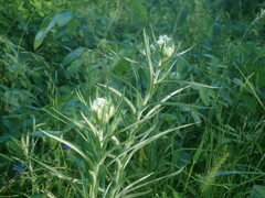 Gnaphalieae