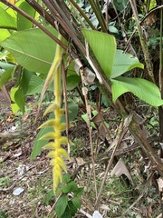 Heliconia xanthovillosa