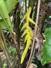 Heliconia xanthovillosa