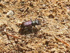 Cicindela scutellaris lecontei