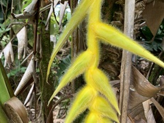 Heliconia xanthovillosa