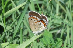 Plebejus