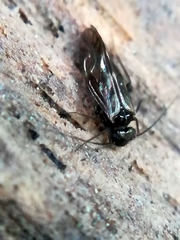 Elipsocidae