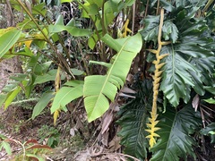 Heliconia xanthovillosa