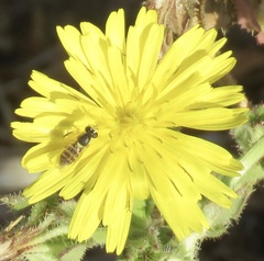 Sphaerophoria sulphuripes