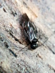 Elipsocidae