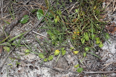 Physalis angustifolia