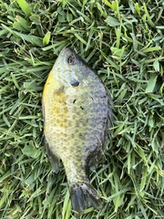 Lepomis microlophus