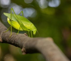 Amblycorypha oblongifolia