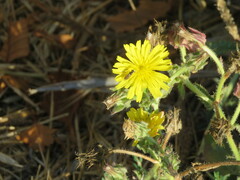 Sphaerophoria sulphuripes